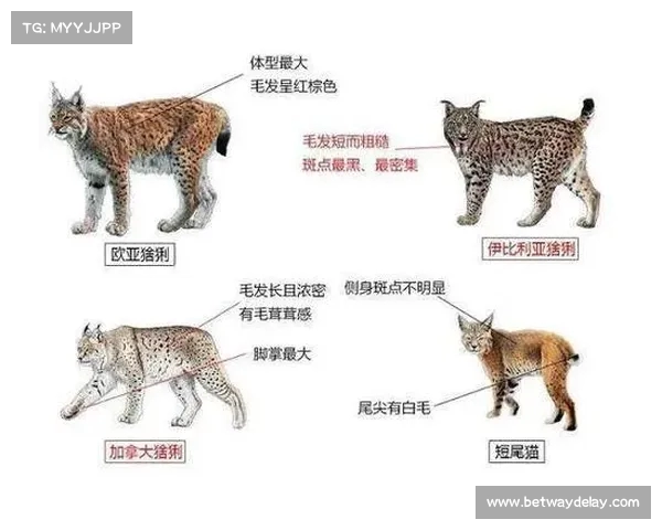 山猫队更名为黄蜂队的背后故事及森林狼队是否也改名探讨 山猫队更名为黄蜂队的背后故事及森林狼队是否也改名探讨